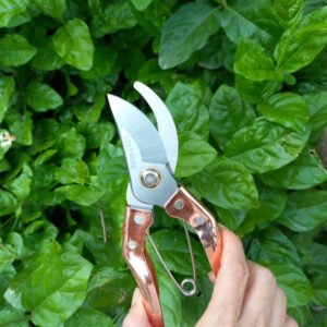Kéo cắt tỉa cành, cắt cam, chanh, vải, nhãn (kéo màu vàng đồng)